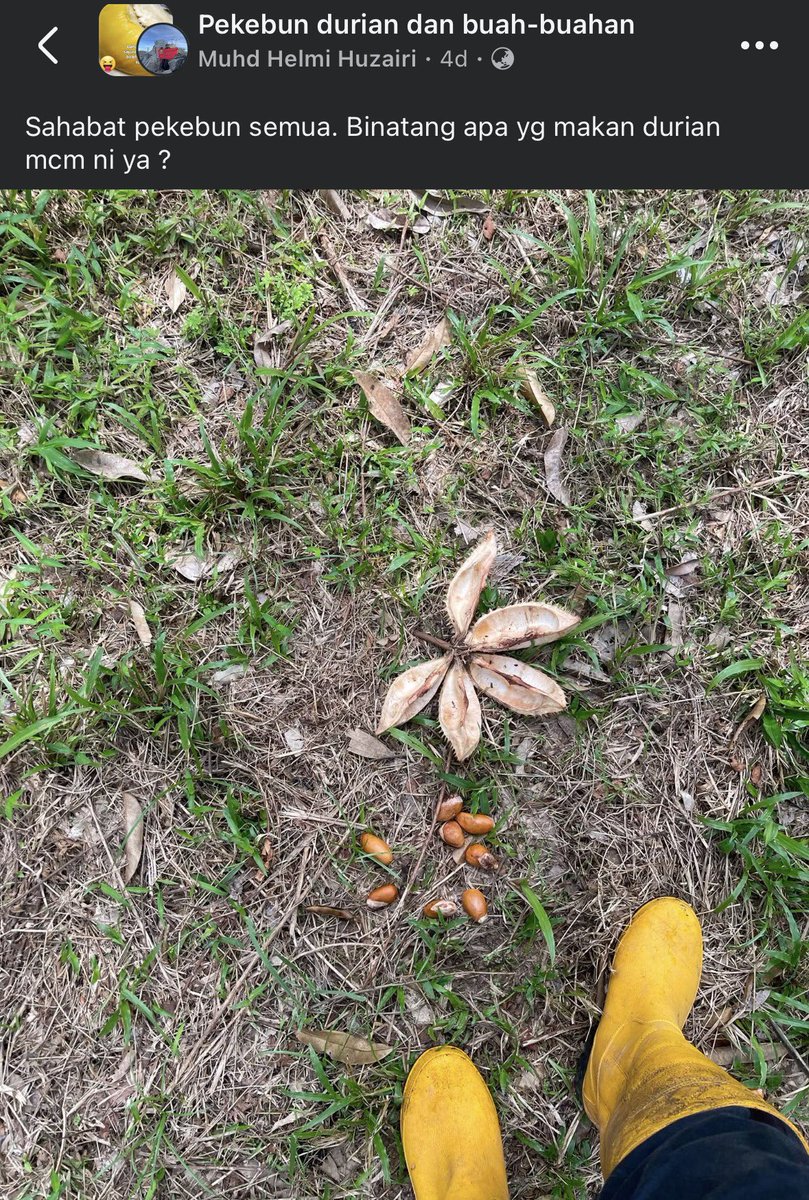 ameydeen_'s tweet photo. Biji simpan setempat, tangkai tak putus, biasanya rimau lah, kalau tak rimau beruk. 

Tapi macam ni orang tua2 dulu kata, harimau je makan macam ni, kalau beruk pula, walau dia makan bertangan sekalipun, tetap akan berterabur. https://t.co/rn535nwNyr