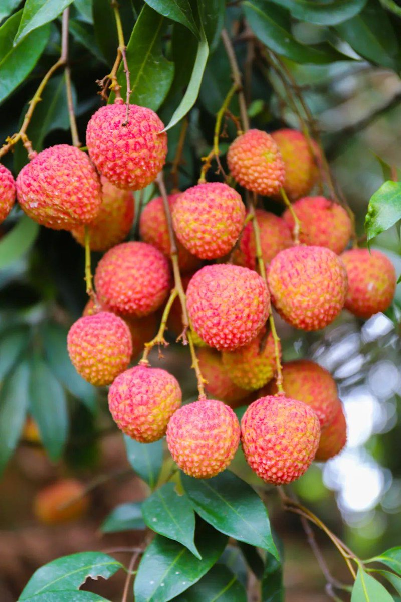 sweingarten's tweet photo. Just tried the sweet and plump fresh lychees from Yunnan! Bursting with juicy sweetness, zero bitter aftertaste—perfect summer snack, 10/10 would repurchase! https://t.co/HuwsPMXfAp