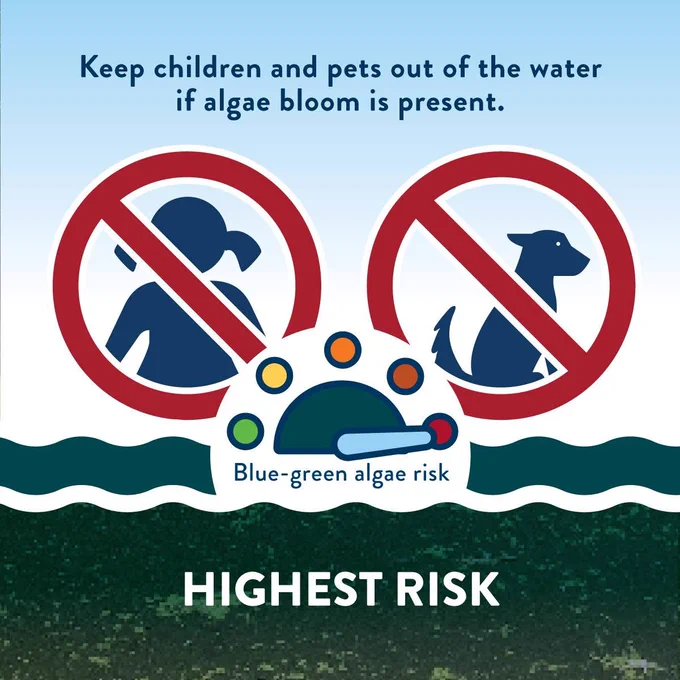 Icons of a child and a dog with the red slashes through them and text advising that they should not go in the water if algal blooms are present, as they are at highest risk for health impacts.