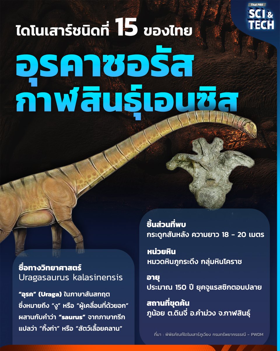 ThaiPBSSciTech's tweet photo. 📷📷 ต้อนรับสมาชิกใหม่ “อุรคาซอรัส กาฬสินธุ์เอนซิส" ไดโนเสาร์ ลำดับที่ 15 ของไทย
.
ทีมนักวิจัยจากมหาวิทยาลัยมหาสารคาม ค้นพบไดโนเสาร์ซอโรพอดคอยาวชนิดใหม่ของโลกจากแหล่งซากดึกดำบรรพ์ภูน้อย จังหวัดกาฬสินธุ์ ชื่อ "อุรคาซอรัส กาฬสินธุ์เอนซิส" (Uragasaurus kalasinensis) อายุราว 150 ล้านปี ในช่วงปลายยุคจูแรสซิก นับเป็นไดโนเสาร์ไทยลำดับที่ 15 และเป็น ไดโนเสาร์วงศ์มาเมนชิซอริด ชนิดแรกของประเทศไทย และเอเชียตะวันออกเฉียงใต้ ที่ได้รับการตั้งชื่ออย่างเป็นทางการ โดยเผยแพร่ในวารสาร
Scientific Reports เมื่อวันที่ 8 กรกฎาคมที่ผ่านมา
.
การศึกษาพบลักษณะเฉพาะของกระดูกสันหลัง และโครงสร้างภายในแบบคล้ายรวงผึ้งจากการสแกน CT ซึ่งยืนยันว่าเป็นมาเมนชิซอริดแรกเริ่ม กลุ่มไดโนเสาร์คอยาวที่เดิมพบหลักฐานส่วนใหญ่ในประเทศจีน การค้นพบครั้งนี้จึงชี้ว่าไดโนเสาร์คอยาวกลุ่มนี้เคยอาศัยอยู่ในพื้นที่ประเทศไทยเมื่อกว่า 150 ล้านปีก่อน
.
แหล่งภูน้อย ต.ดินจี่ อ.คำม่วง จ.กาฬสินธุ์ เป็นหนึ่งในแหล่งซากดึกดำบรรพ์สำคัญของไทย มีการค้นพบฟอสซิลมากกว่า 6,000 ชิ้น ทั้งไดโนเสาร์กินพืช กินเนื้อ เต่า จระเข้ ปลาฉลามน้ำจืด และสัตว์เลื้อยคลานบินได้ การค้นพบ "อุรคาซอรัส" จึงช่วยเติมเต็มความรู้เกี่ยวกับระบบนิเวศของประเทศไทยในปลายยุคจูแรสซิก และตอกย้ำศักยภาพของไทยในฐานะแหล่งวิจัยบรรพชีวินวิทยาระดับนานาชาติ
.
การค้นพบ "อุรคาซอรัส" ครั้งนี้ไม่เพียงทำให้ประเทศไทยมีรายชื่อไดโนเสาร์ชนิดใหม่เพิ่มขึ้น  แต่ยังตอกย้ำถึงศักยภาพของประเทศไทยว่าเป็นหนึ่งในพื้นที่สำคัญของการศึกษาซากดึกดำบรรพ์ในระดับนานาชาติ
--------------------------
📷 “รอบรู้ ดูกระแส ก้าวทันโลก” ไปกับ #ThaiPBSSciAndTech #วิทย์เด้อ #Science #ThaiPBS #อุรคาซอรัส #ไดโนเสาร์ #กาฬสินธุ์ #อุรคาซอรัสกาฬสินธุ์เอนซิส #มหาวิทยาลัยมหาสารคาม