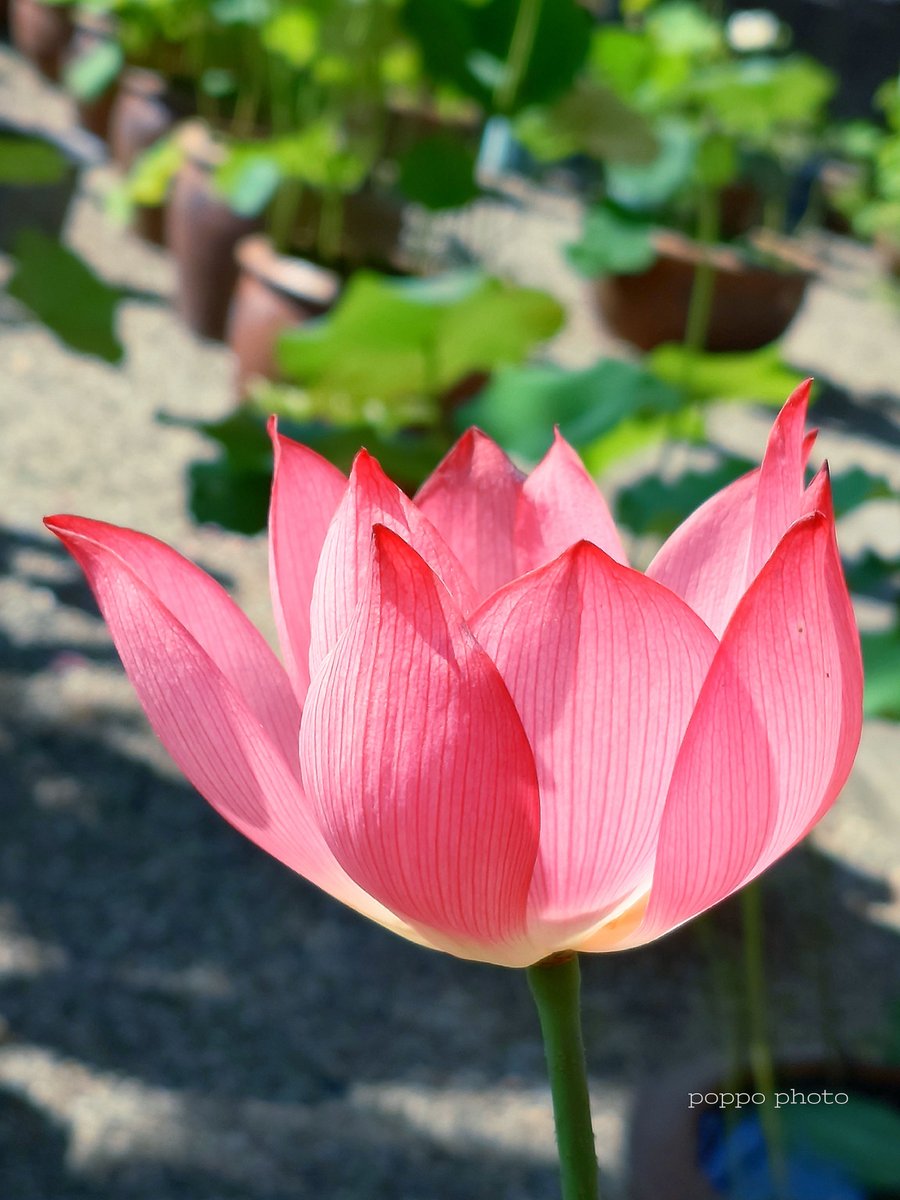 生蓮寺。 鮮やかな桃色の蓮。 花びらが光を透かしていました。
