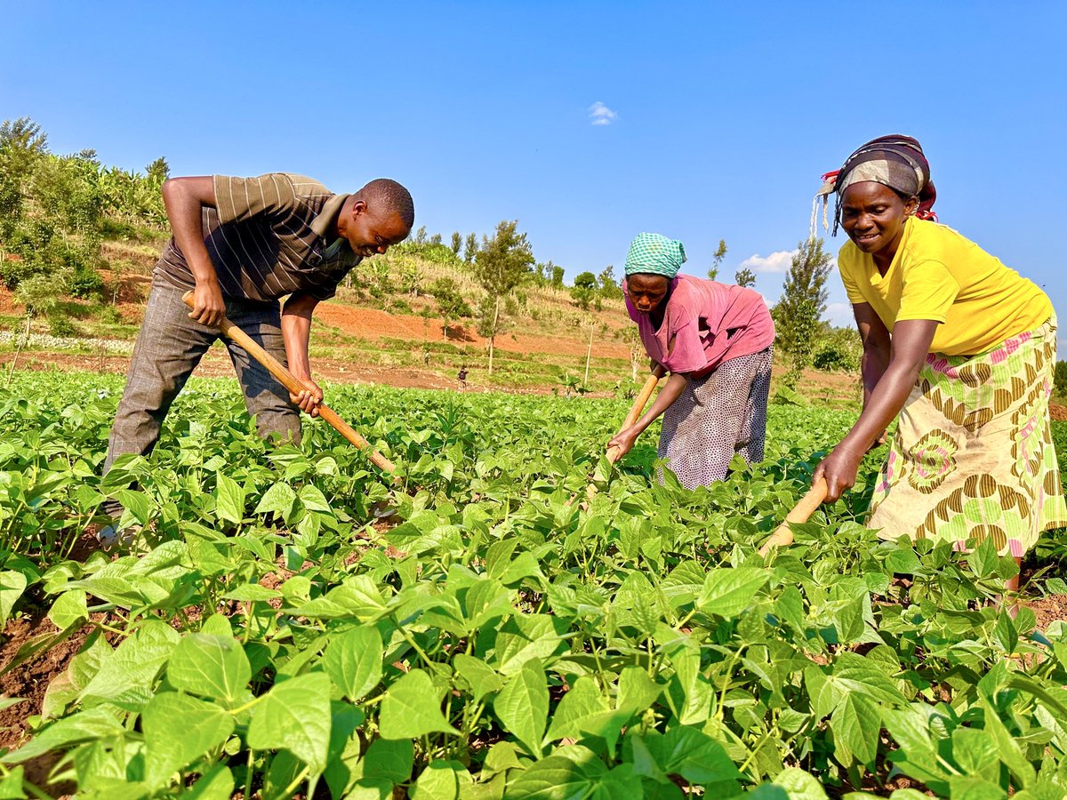 diharagirimana's tweet photo. French Beans in Rwanda: A High-Value Crop with Great Economic and Nutritional Benefits

French beans (Phaseolus vulgaris), commonly known as green beans, are among Rwanda’s most valuable horticultural export crops. They are highly appreciated for their tender pods, excellent nutritional value, and strong demand in international markets, making them an important source of income for farmers.

Beyond their economic importance, French beans are packed with essential vitamins, minerals, antioxidants, and dietary fiber. Regular consumption supports healthy vision, promotes heart health, aids blood sugar management, and contributes to a balanced, nutritious diet.

Popular French Bean Varieties in Rwanda

Several improved varieties are successfully grown across the country, including:

Vanilla
Star
Theresa
Serengeti

These varieties are selected for their high yields, excellent pod quality, and suitability for both local consumption and export markets.

Where French Beans Are Grown

French bean production is concentrated in districts with favorable climatic conditions, including:

Gasabo
Rwamagana
Kayonza
Bugesera
Kirehe
Nyagatare

These regions provide the ideal environment for producing premium-quality beans that meet international export standards.

Ideal Growing Conditions

For maximum productivity and quality, French beans require:

Air temperatures between 20°C and 25°C.
Soil temperatures ranging from 18°C to 24°C.
Well-drained, fertile, friable alluvial soils rich in organic matter.
A soil pH of 5.5–6.8 for optimum nutrient availability and plant growth.

Where soils are too acidic, agricultural lime should be applied to correct soil pH. Proper land preparation and good soil aeration are equally important, as they encourage healthy root development and efficient nitrogen fixation by beneficial soil bacteria.

A Crop with Strong Export Potential

French beans remain one of Rwanda’s leading horticultural export commodities, supplying premium markets in Europe, the Middle East, and other international destinations. Their high market value presents a significant opportunity for farmers to increase incomes while contributing to Rwanda’s growing horticultural export sector.

With the adoption of Good Agricultural Practices (GAP), proper post-harvest handling, and compliance with export quality standards, French bean farming continues to offer promising opportunities for youth, commercial farmers, and agribusiness investors seeking sustainable and profitable ventures.