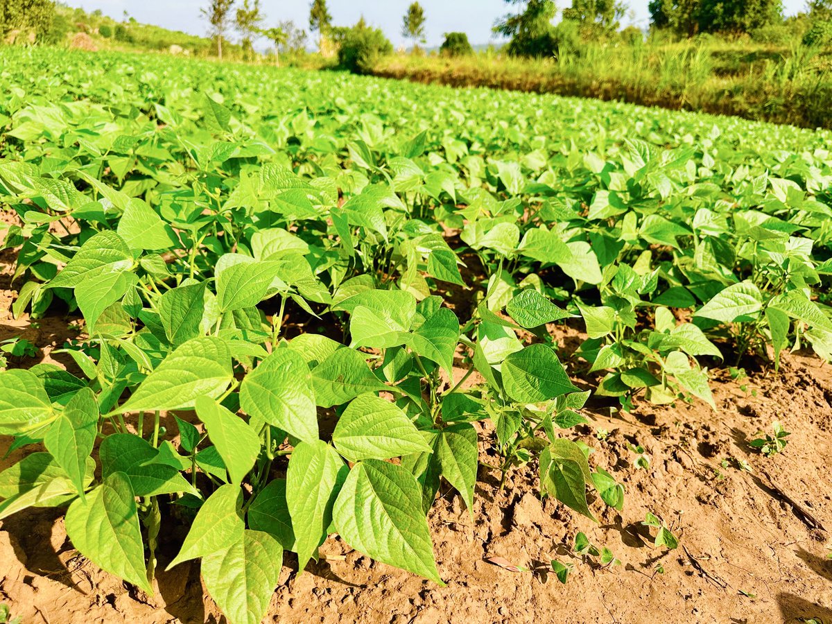 diharagirimana's tweet photo. French Beans in Rwanda: A High-Value Crop with Great Economic and Nutritional Benefits

French beans (Phaseolus vulgaris), commonly known as green beans, are among Rwanda’s most valuable horticultural export crops. They are highly appreciated for their tender pods, excellent nutritional value, and strong demand in international markets, making them an important source of income for farmers.

Beyond their economic importance, French beans are packed with essential vitamins, minerals, antioxidants, and dietary fiber. Regular consumption supports healthy vision, promotes heart health, aids blood sugar management, and contributes to a balanced, nutritious diet.

Popular French Bean Varieties in Rwanda

Several improved varieties are successfully grown across the country, including:

Vanilla
Star
Theresa
Serengeti

These varieties are selected for their high yields, excellent pod quality, and suitability for both local consumption and export markets.

Where French Beans Are Grown

French bean production is concentrated in districts with favorable climatic conditions, including:

Gasabo
Rwamagana
Kayonza
Bugesera
Kirehe
Nyagatare

These regions provide the ideal environment for producing premium-quality beans that meet international export standards.

Ideal Growing Conditions

For maximum productivity and quality, French beans require:

Air temperatures between 20°C and 25°C.
Soil temperatures ranging from 18°C to 24°C.
Well-drained, fertile, friable alluvial soils rich in organic matter.
A soil pH of 5.5–6.8 for optimum nutrient availability and plant growth.

Where soils are too acidic, agricultural lime should be applied to correct soil pH. Proper land preparation and good soil aeration are equally important, as they encourage healthy root development and efficient nitrogen fixation by beneficial soil bacteria.

A Crop with Strong Export Potential

French beans remain one of Rwanda’s leading horticultural export commodities, supplying premium markets in Europe, the Middle East, and other international destinations. Their high market value presents a significant opportunity for farmers to increase incomes while contributing to Rwanda’s growing horticultural export sector.

With the adoption of Good Agricultural Practices (GAP), proper post-harvest handling, and compliance with export quality standards, French bean farming continues to offer promising opportunities for youth, commercial farmers, and agribusiness investors seeking sustainable and profitable ventures.