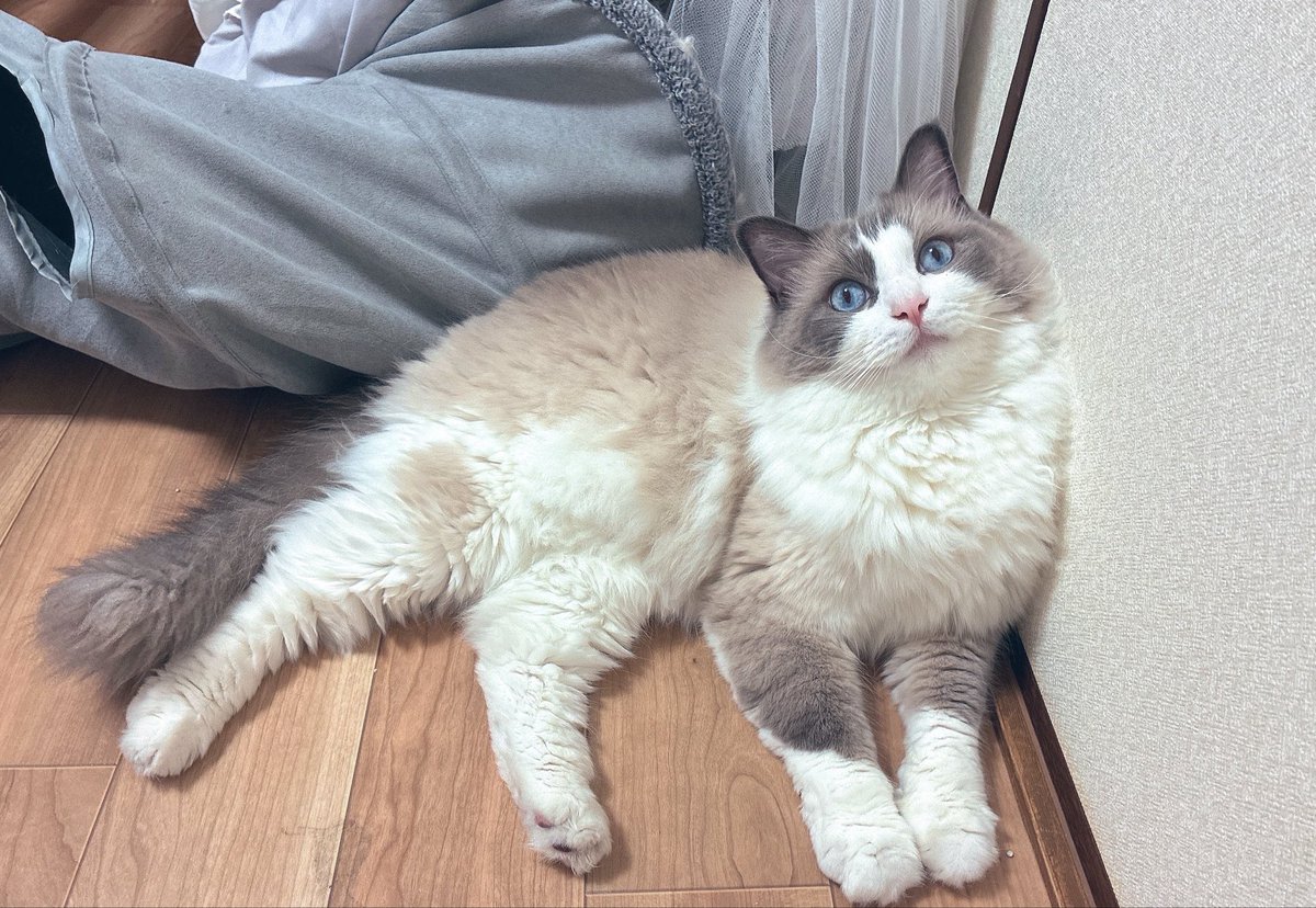 るる🐾໊ラグドール (@ruru_ragdoll) / Posts / X