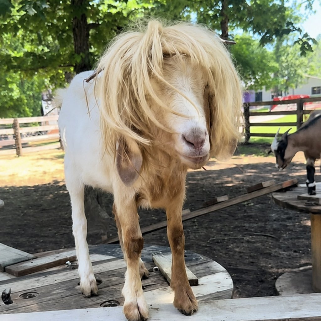 diannecluvsjah's tweet photo. BWHAHAHAHAA JUSTIN PLS 😭😭😭

SB19 KAMBING ERA
@SB19Official #SB19
#SB19IsGoated https://t.co/xrEyePniEy