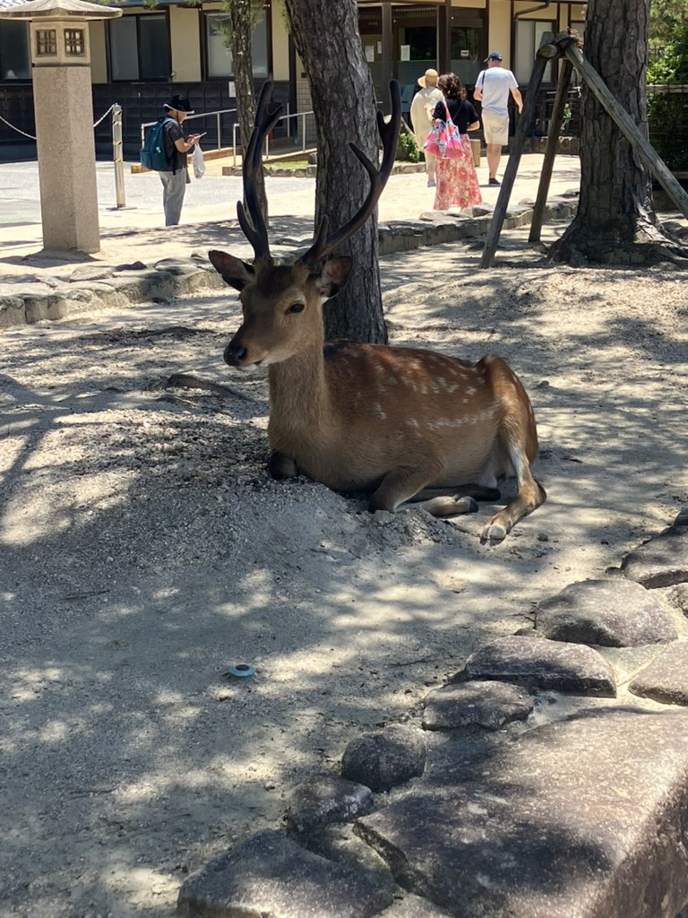 love7nosuke's tweet photo. 友人を訪ねて2泊3日の広島旅行中
初日の今日は宮島に行ってきました⛩️
暑かったけど景色が超よかった！！！ https://t.co/N3gs9qfmz0