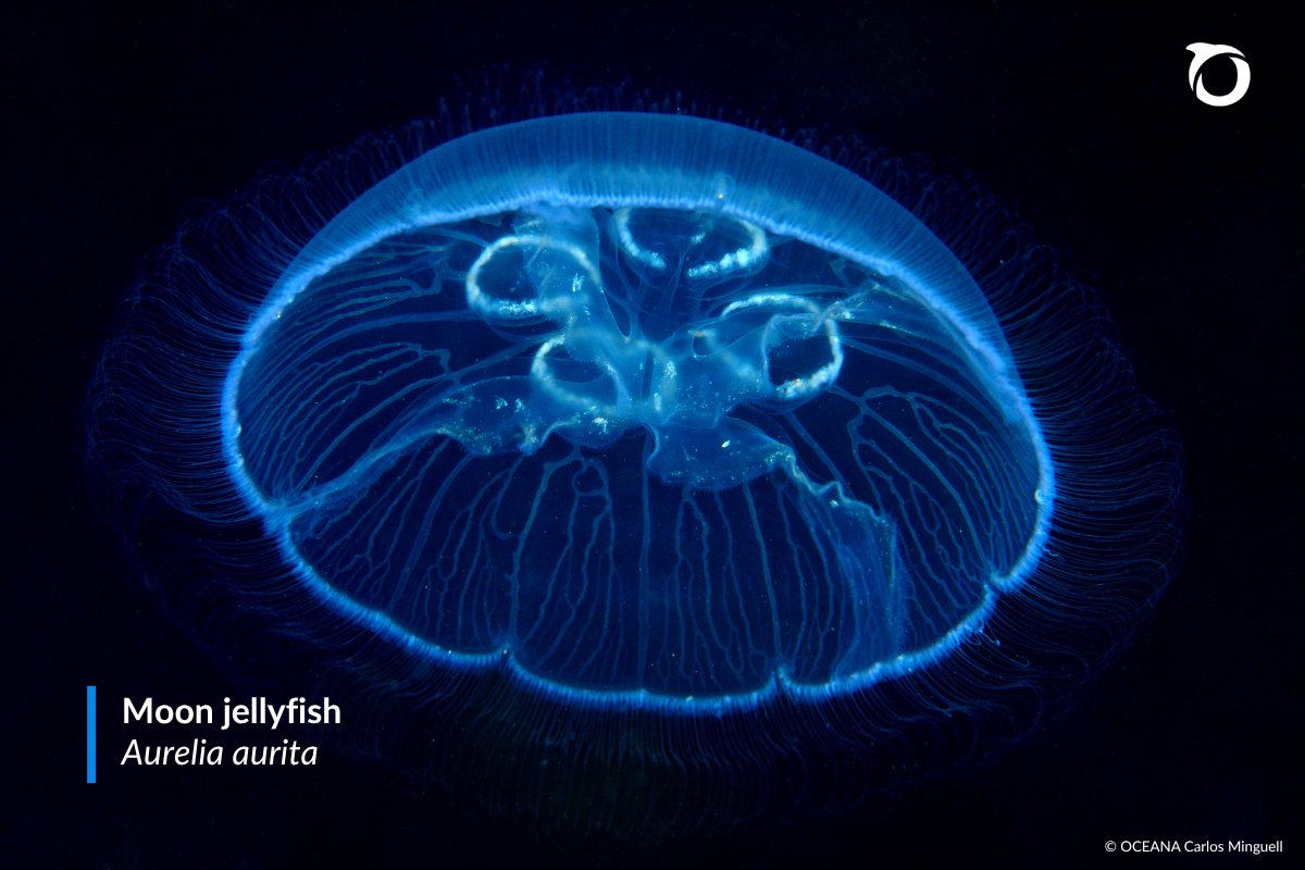 OceanaEurope's tweet photo. The ocean has its own sun, stars, moon and rainbow.
And no, we're not talking about astronomical events or weather phenomena, but real species!

Take a look⬇️ https://t.co/ruocE9ymJJ