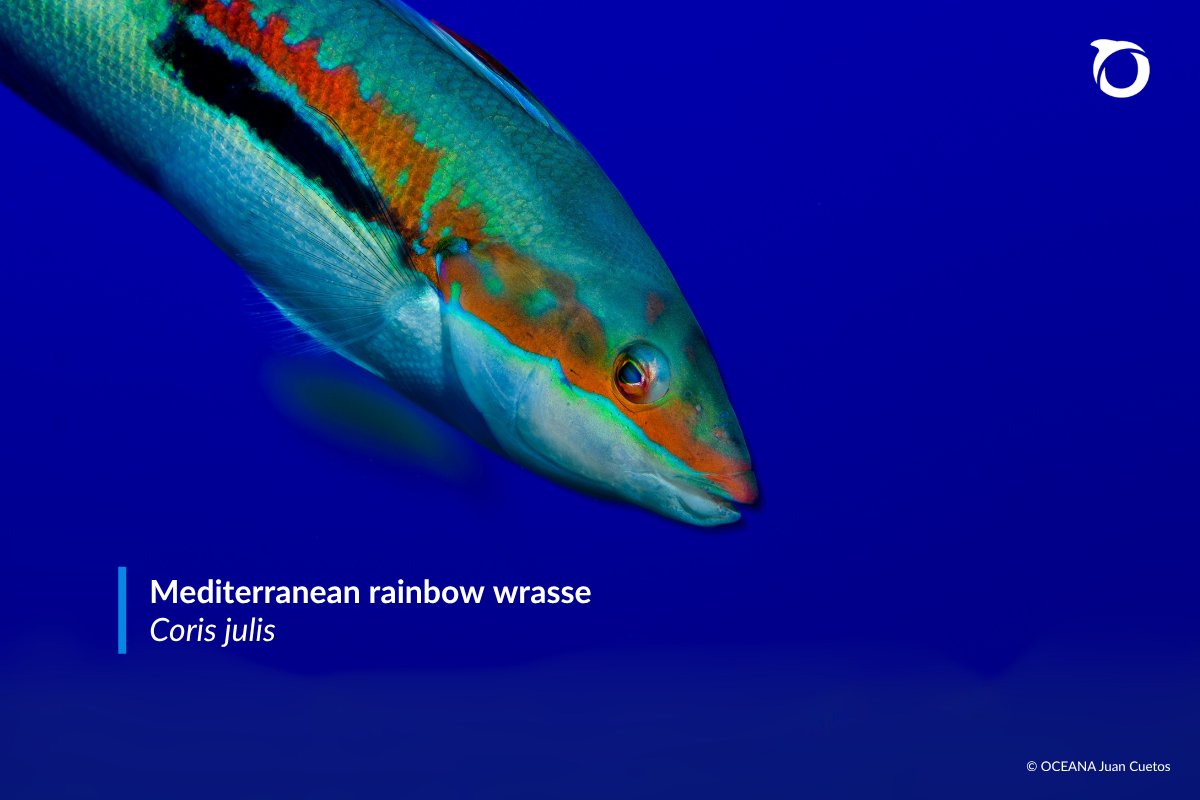 OceanaEurope's tweet photo. The ocean has its own sun, stars, moon and rainbow.
And no, we're not talking about astronomical events or weather phenomena, but real species!

Take a look⬇️ https://t.co/ruocE9ymJJ