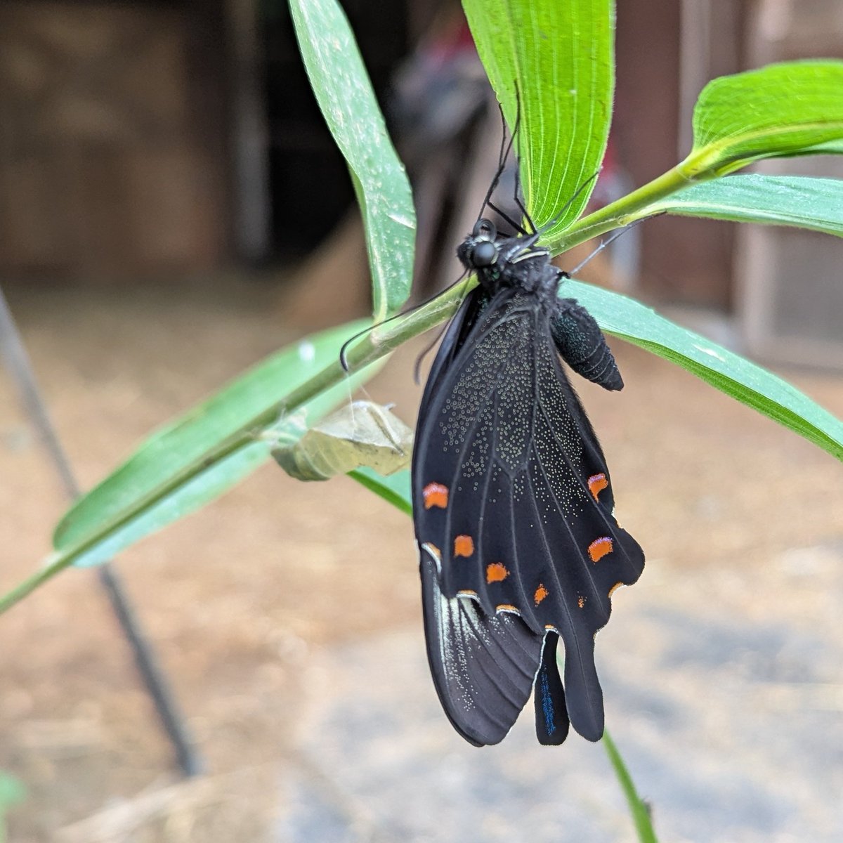 Rin_ant458's tweet photo. アイコンにしてるカラスアゲハです🦋
奥に出てきた蛹も残ってる
日は照ってはいませんでしたが早朝の空気にユラユラと揺れていますわぁ✨️ https://t.co/YCeliEQuYA