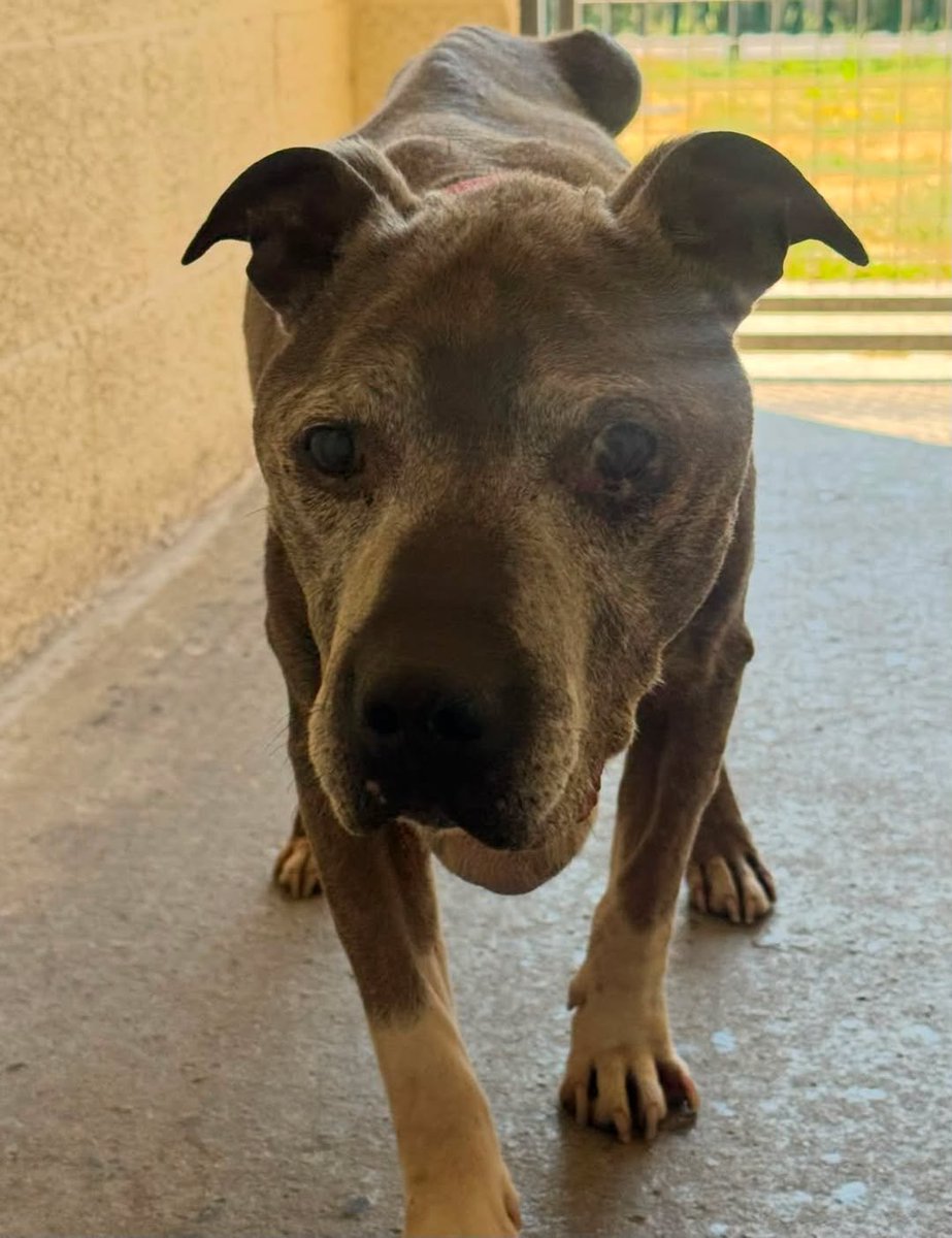 AdoptionsUk's tweet photo. Urgent,  please retweet to help find a foster home and raise donations for this 17 year old dog, BAXTER,  now in kennels, saved from living in a car‼️‼️ #YORKSHIRE #UK 
TOTAL EMERGENCY!!! 🆘 FOSTER PLACEMENT NEEDED **TODAY** FOR 17 YR OLD STAFFY MALE BAXTER 🆘🚨🆘
We took a call this morning about Baxter who was having to live in a CAR - in this heat 😱🥵💔 it would be fatal for him to stay in the car any longer 🆘
He has just arrived with us at kennels as a total emergency measure to keep him as cool as possible 🚨 but he’s a very elderly boy in very poor health and we MUST move him into foster care AS SOON AS POSSIBLE!!! 🆘 
He has lived with another dog previously, and child friendly ❤️ 
📍 As close to us and our vets in #Rotherham/#Barnsley area if at all possible!!
🆘 Donations also urgently needed for Baxter who we will be getting to the vets as soon as we can!!! 
Details, donations or apply to foster below please👇👇
https://t.co/F6LiglAFdw

EMAIL 👇👇👇
helpingyorkshirepoundies@gmail.com

Original post on facebook 👇👇👇
https://t.co/UJwYqSXN7b

#dogs #adoptdontshop #England #Leeds #Staffy #Staffie #England @KatieAmess @AndrewRosindell @AlistairCarns