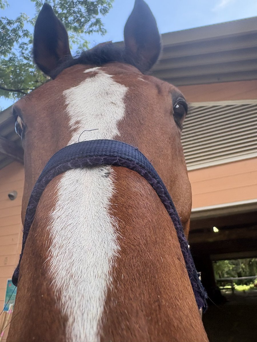 roar0419's tweet photo. #サラLG のご支援🐴💕
Aさま、Kさま、Gさま✨
本当にありがとうございます🙇‍♀️
しっかり食べてしっかり休んで
暑い夏を頑張って乗り切ります‼️

#ライトニングロアー
#ステイゴールド産駒
#引退競走馬 https://t.co/ehx60RYO6K