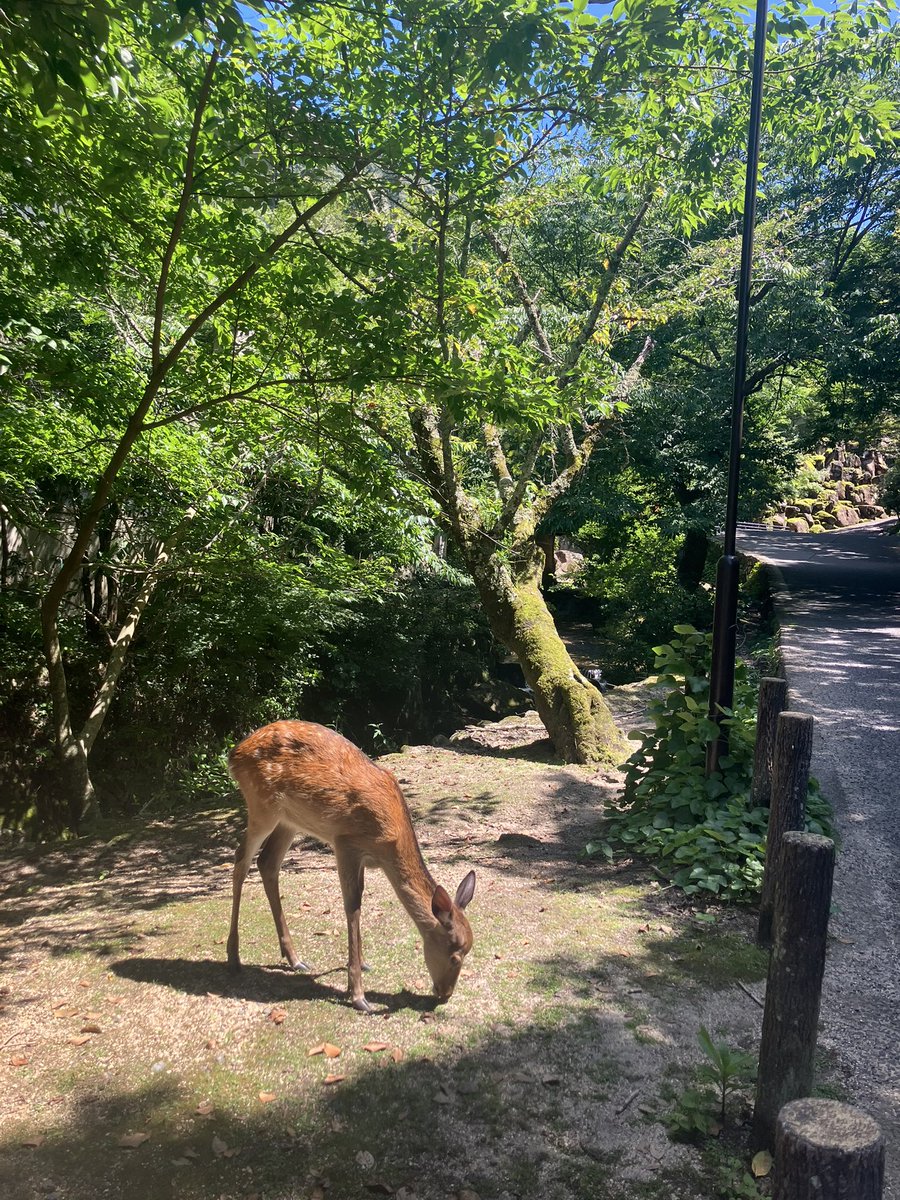 love7nosuke's tweet photo. 大聖院もとってもよかった https://t.co/HeHw4hy65N