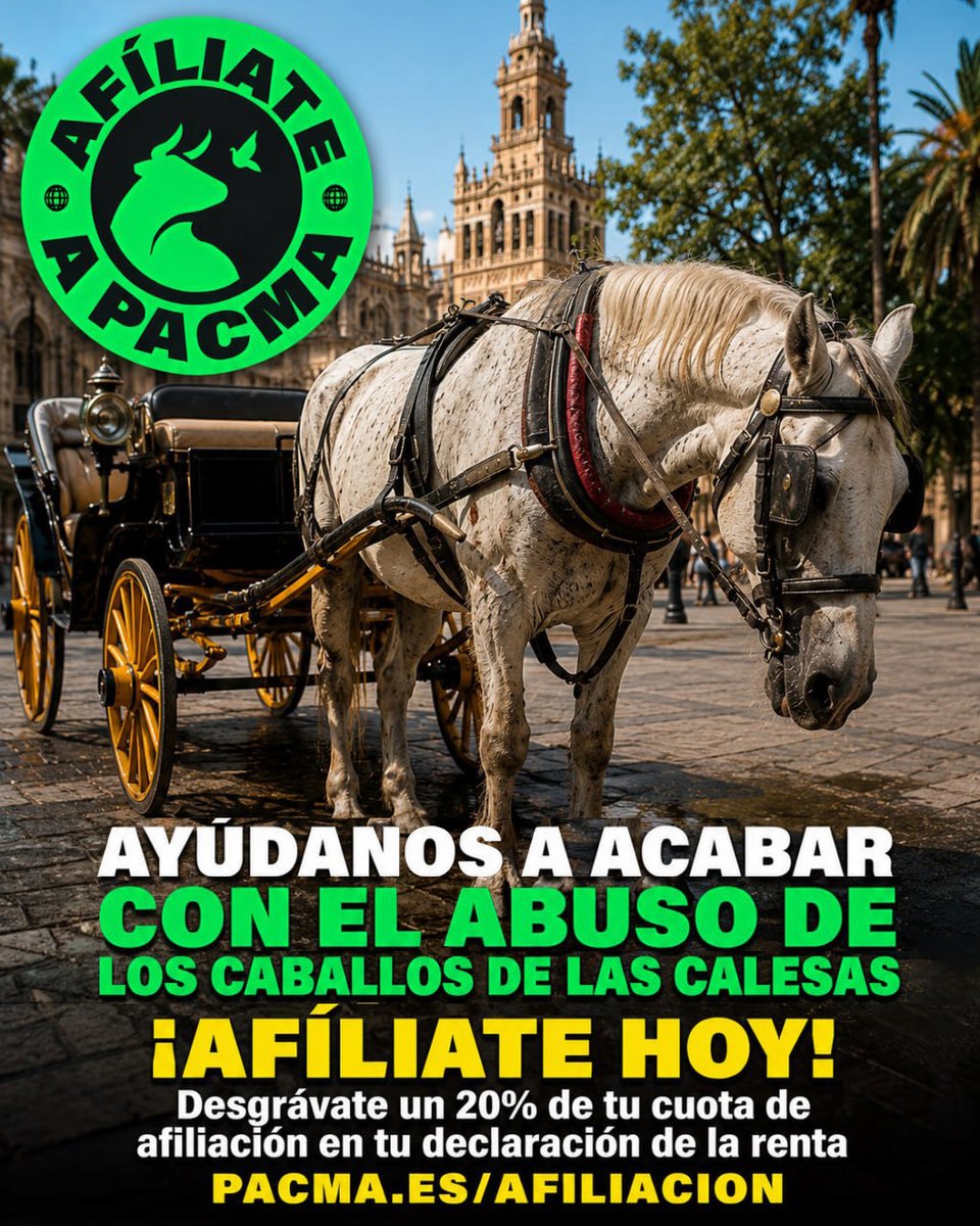 PartidoPACMA's tweet photo. 🐴¡Acabemos con el abuso de los caballos de las calesas!

❌En Sevilla, en Córdoba, en Mallorca, Ronda, Jerez... los caballos son víctimas de un trabajo agotador, muchas veces con altas temperaturas, a pleno sol y sin los cuidados necesarios.

💚Con tu ayuda, podremos seguir presionando a las instituciones para poner fin a los servicios turísticos de carros de caballos, como ha ocurrido en Málaga. Si te afilias, podrás desgravarte hasta el 20% de la cuota en la declaración de la renta.

👉¡Únete y ayúdanos! https://t.co/aLcYS42Roa

#TiraTúDelPutoCarro #Caballos #ÚneteALaRevoluciónVerde #ÚneteAPACMA