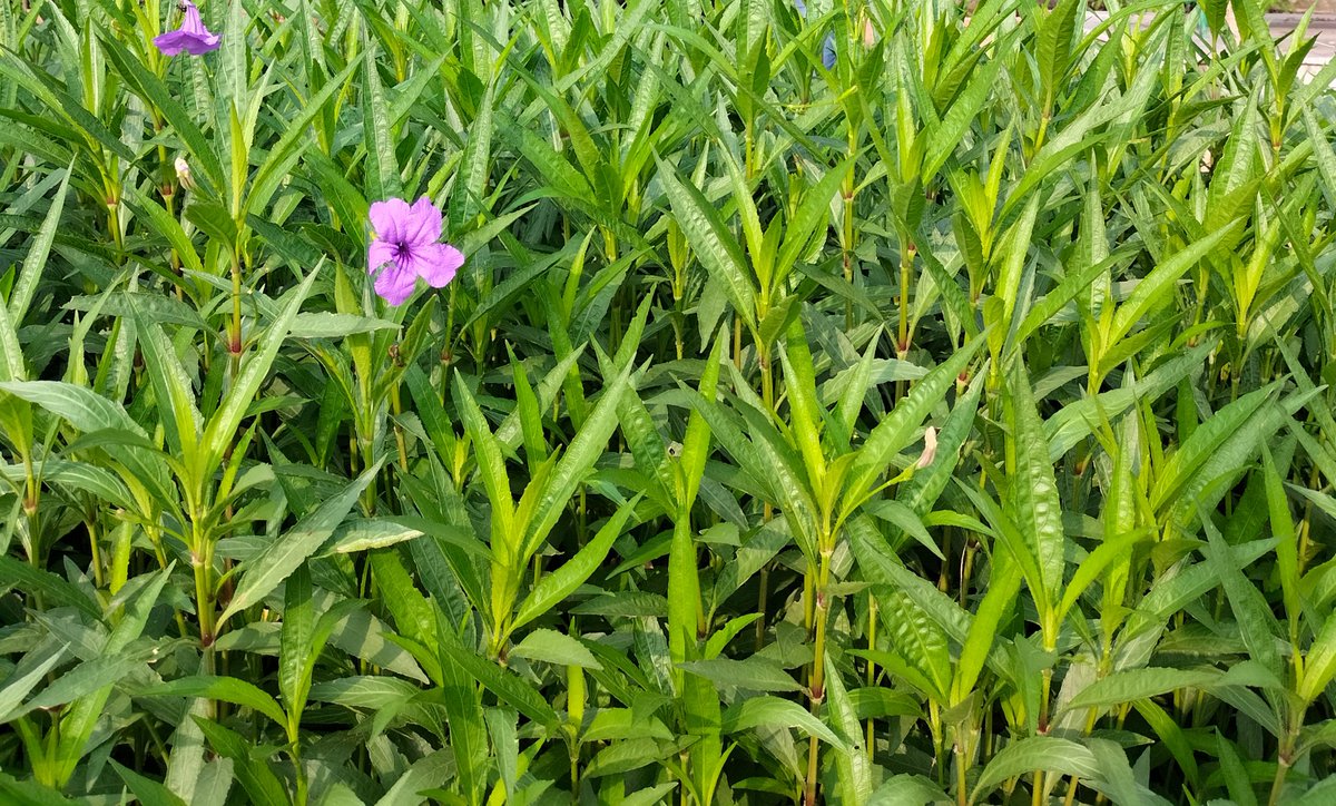 Snoopydaisy10's tweet photo. I think it pisses God off if you walk by the color purple in a field somewhere and don't notice it.
      — Alice Walker 💜

We spend our entire lives searching for grand miracles, completely blind to the quiet ones right at our feet. ✨

#TheColorPurple #NaturePhotography #LiteraryTwitter #SimpleMiracles