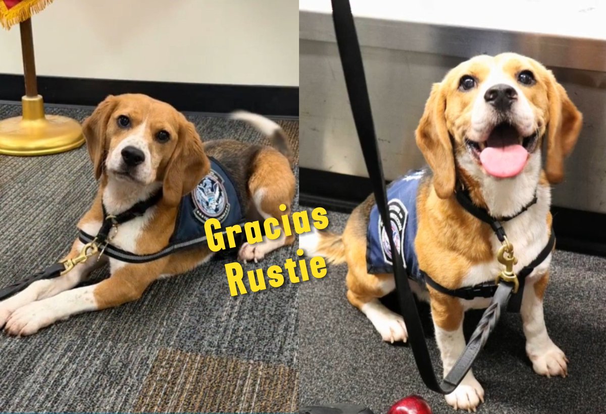 MetzParedes's tweet photo. 🐶 Después de años de servicio, K-9 Rustie se retira con un legado impresionante: 7,088 incautaciones de productos agrícolas prohibidos, ayudando a proteger los recursos de EE. UU. 
https://t.co/pGJFm80r2k

#Rustie #K9 #PerrosHéroes #CBP #EstadosUnidos #Animales  #Viral https://t.co/Je3w3BG1Dx