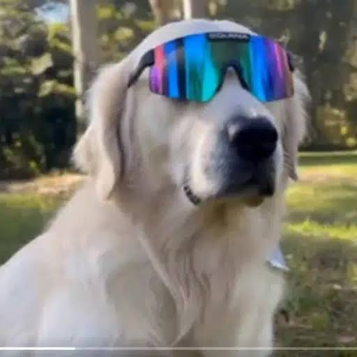 ForestManSol555's tweet photo. @solana What is the dog name in the video? 0:51 https://t.co/3yJG4pHLet