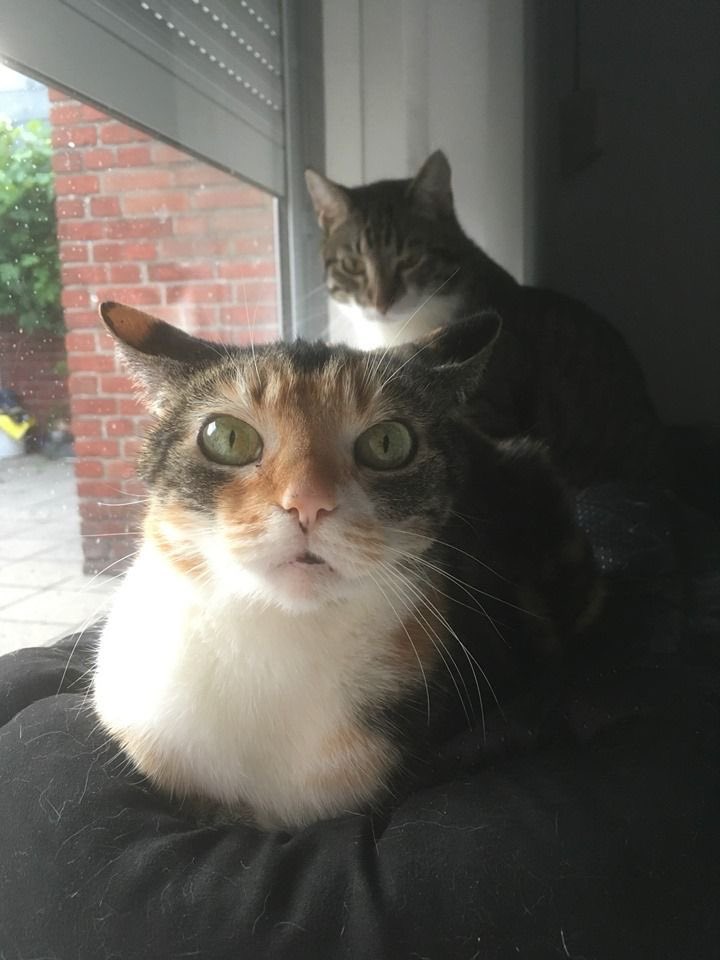 impulse as cats tweet media