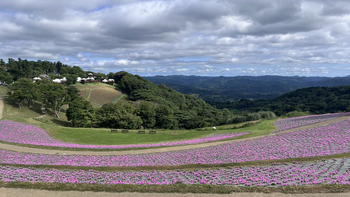tortoise1126's tweet photo. 昨日は久々の鋸山🗻。真夏日とは言えまだ空気がカラッとしており絶好の日和と絶景で心が浄化された。マザー牧場のペチュニアも色鮮やかになり始め、帰路は歴史ある酒蔵で思い切って2本購入！まずは紫紺から開封して一口🍶、芳醇な味わいの絶品で美味ぇ😆❗️
＃鋸山＃小泉酒造 https://t.co/ayvH2HrtOq