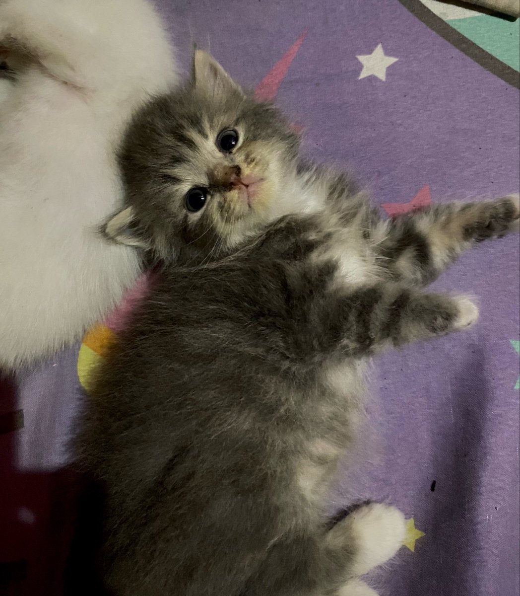 Slvftryh's tweet photo. gemesss bgt mau tak happp https://t.co/Fy0zjmUSsZ