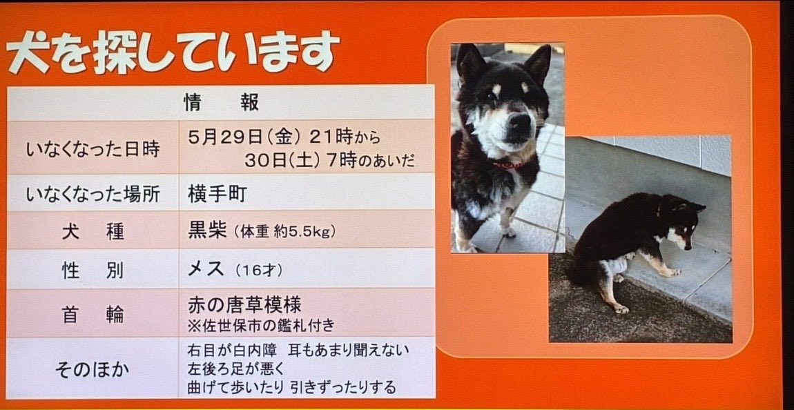 chiisanacha's tweet photo. 行方不明の黒柴のクロちゃん🐶
テレビ佐世保様ご協力に感謝🙏
18時から19時45分までは九十九島のライブ映像
22時から8時まではテレビショッピング
高校野球の試合があればそれが優先されます
それ以外の時間はお知らせが5分程と文字情報が流れます。佐世保の方よろしくお願いします。 https://t.co/yRVeJqXlVc