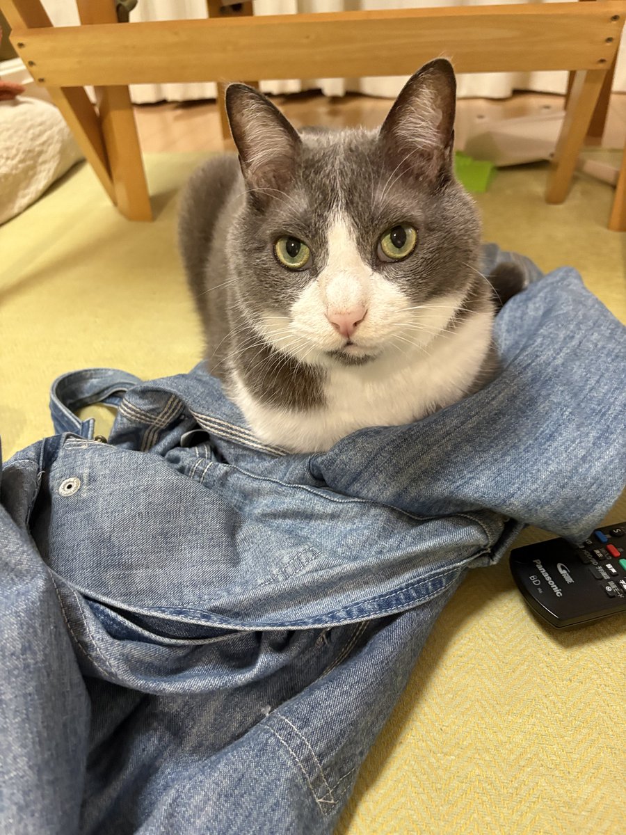 0418mel's tweet photo. 飼い主の匂いのするのが好きみたい🩷 https://t.co/a95pbj0b16