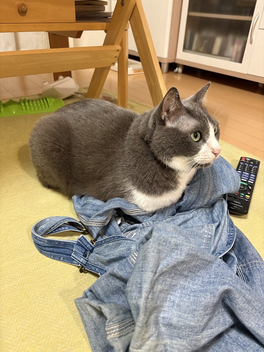 0418mel's tweet photo. 飼い主の匂いのするのが好きみたい🩷 https://t.co/a95pbj0b16