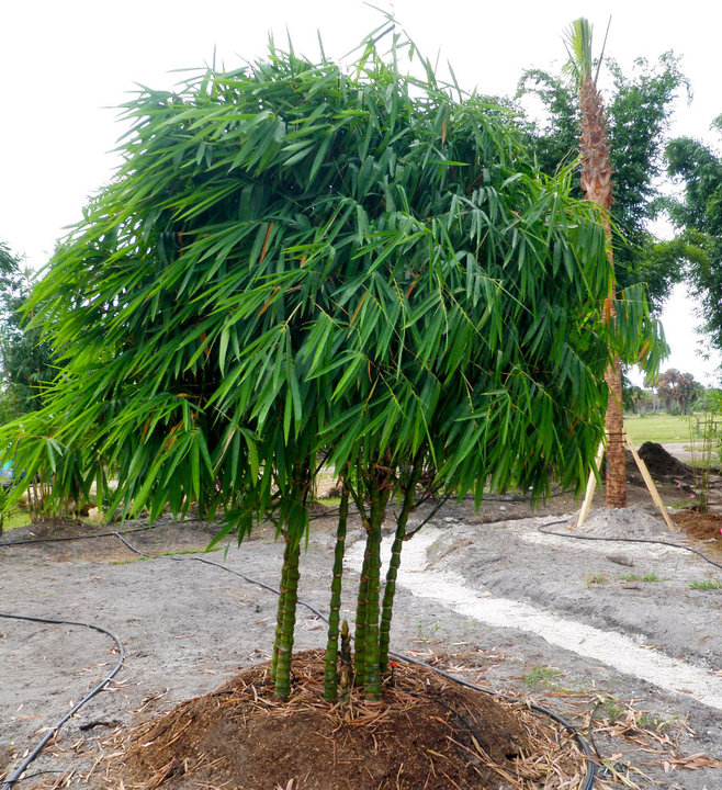 newshootsbamboo's tweet photo. Bambusa vulgaris 'Wamin Striata' - Striped Buddha Belly Bamboo
Take a look at our website at: https://t.co/yq5NpsKQoc to shop all our Bamboo Plants!
#landscapedesign
#southflorida
#bamboo
#tropicalparadise
#greenliving
#plantbamboo
#landscapearchitecture
#outdoordining https://t.co/C3QutT1lnt