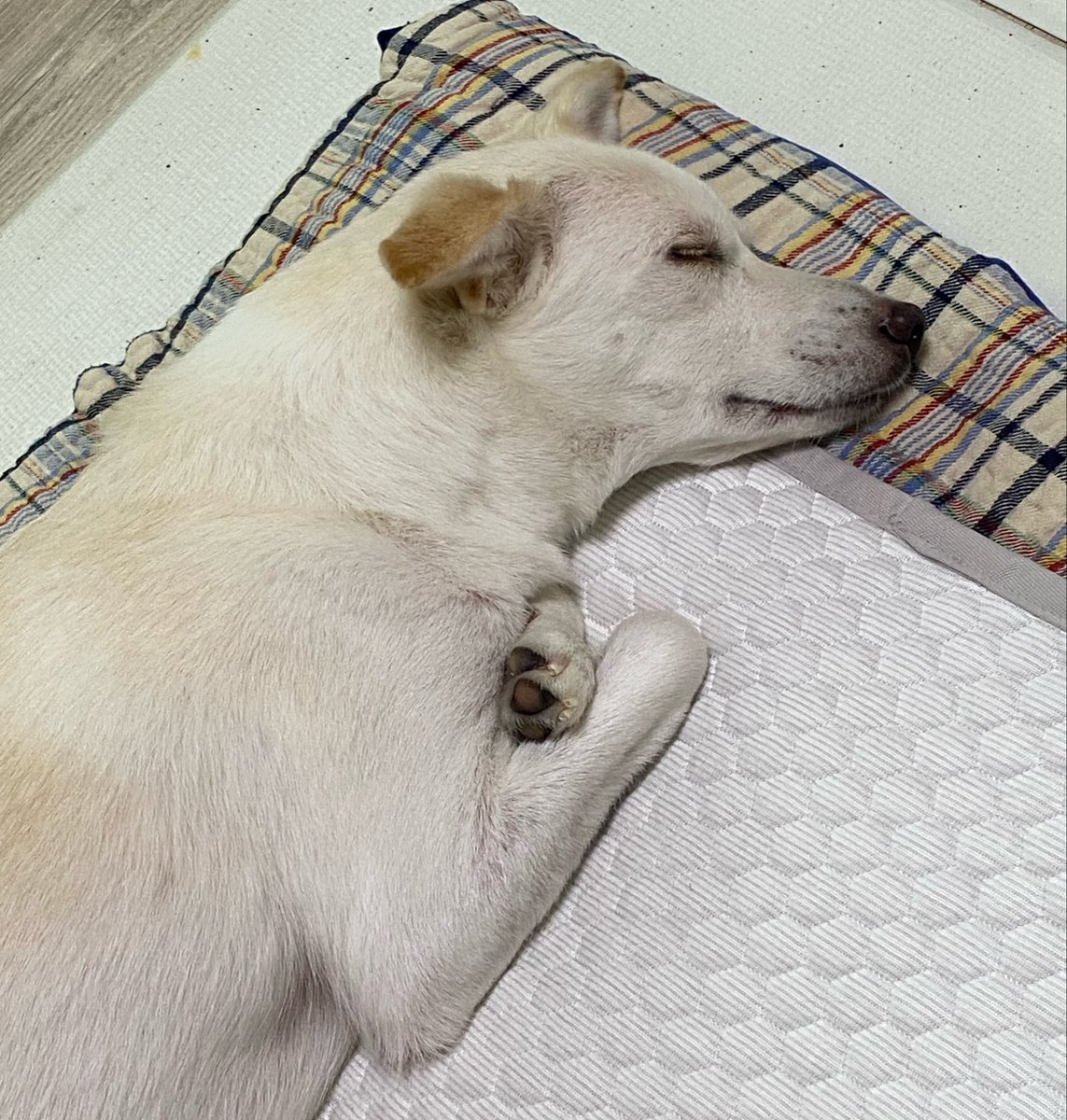 ggong_hasook's tweet photo. 지 앞다리가 너무 소중한 강아지 가족찾아요
(소중… 꼬옥…)

#가족찾는이지 https://t.co/IfDWfsHihx