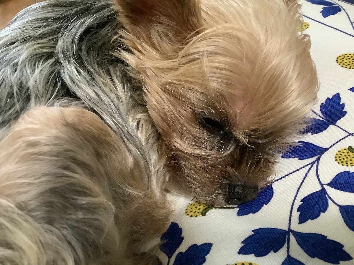 MindGame68's tweet photo. 今朝、夢を見た。あの子が部屋の隅に寝てて、僕は妻に「あの子も帰ってきて半年近くになるし、そろそろ無理にでも散歩させないとね」と話しかけてて、半年？今7月だから半年だよな？いや、あの子もういないよ、え？でもさっきそこに…みたいに夢現を行き来しつつ目覚めたので、後が結構キツかった。 https://t.co/n5hT6AWoV1