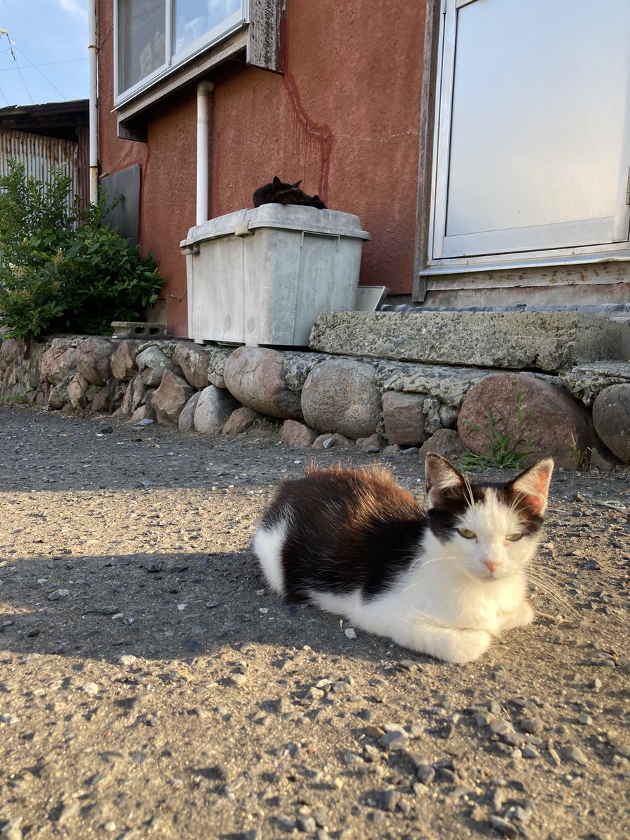 こちらもどうぞ😸 フジ ルイーゼと20号と、後ろに二代目ちゃめこ 坂道