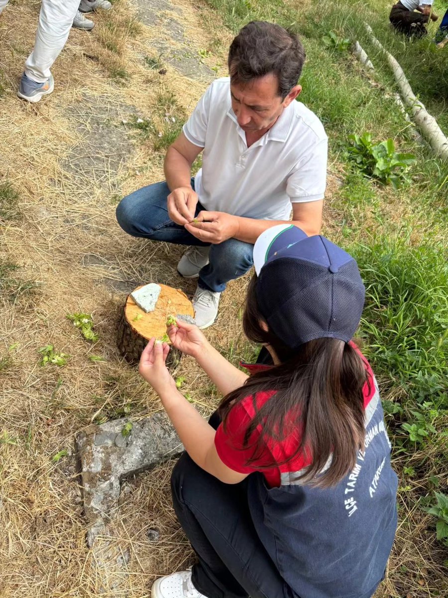 AtakumTRM's tweet photo. Fındıkta hasat öncesi rekoltenin tahmin edilebilmesi amacıyla, rekolte tahmin çalışması gerçekleştirilmiştir. Çalışma kapsamında ocak başına dal sayısı, dal başına çotanak sayısı ve çotanaktaki dane sayısı tespit edilmiştir. https://t.co/F8RmiMW9wH