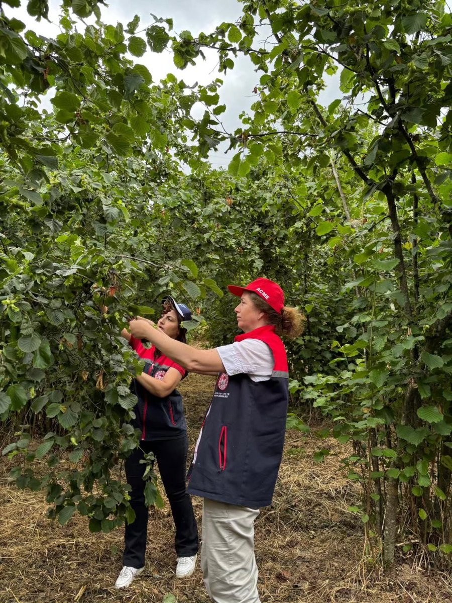 AtakumTRM's tweet photo. Fındıkta hasat öncesi rekoltenin tahmin edilebilmesi amacıyla, rekolte tahmin çalışması gerçekleştirilmiştir. Çalışma kapsamında ocak başına dal sayısı, dal başına çotanak sayısı ve çotanaktaki dane sayısı tespit edilmiştir. https://t.co/F8RmiMW9wH