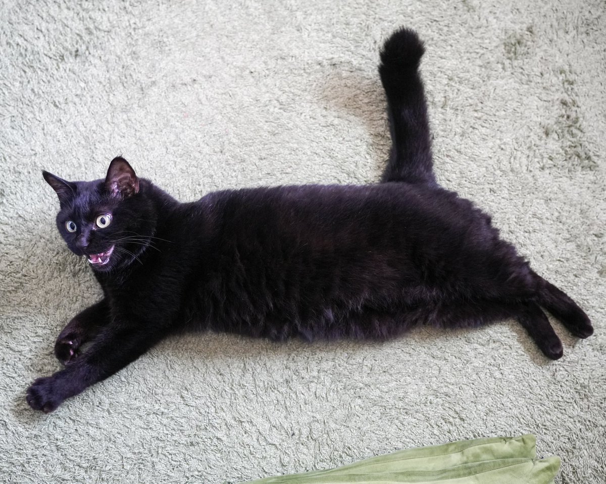 黒猫 つくねちゃんのほわほわボディー #猫 #黒猫 #blackcat