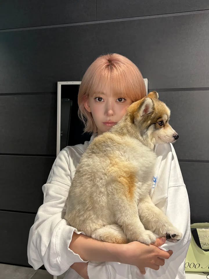 sakuchan_0812's tweet photo. Instagram post

Pureflow TOUR D-1

#사쿠라
#宮脇咲良  #SAKURA
#르세라핌  #LE_SSERAFIM https://t.co/S6mJxfISGH