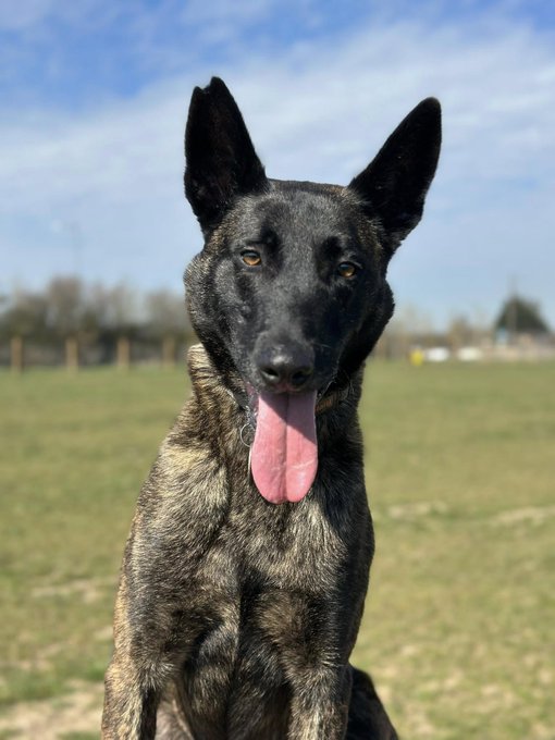 gsrescueelite's tweet photo. Ben is coming up to 5yrs old and he is a clever boy who loves to learn. Ben can live with older kid but will need a home with #DutchHerder exp to meet his needs
#dogs #germanshepherd #Essex
https://t.co/oJW0YCqRLi https://t.co/dqhJ4p19rE
