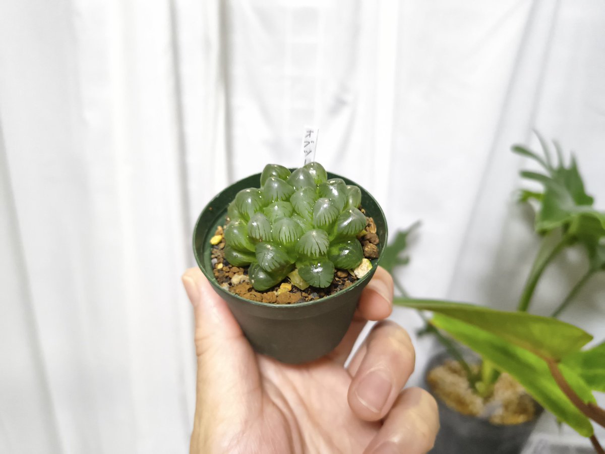 sfeveeve's tweet photo. 実は。。。
ハオルチア第一号お迎えしてました✨
柏市の染谷サボテン園さんで🌵
お店？ハウス？凄かった。。
全然今多肉知識無いけど多肉好きにはたまらん感じでした😳 https://t.co/qMgd7T9jIk
