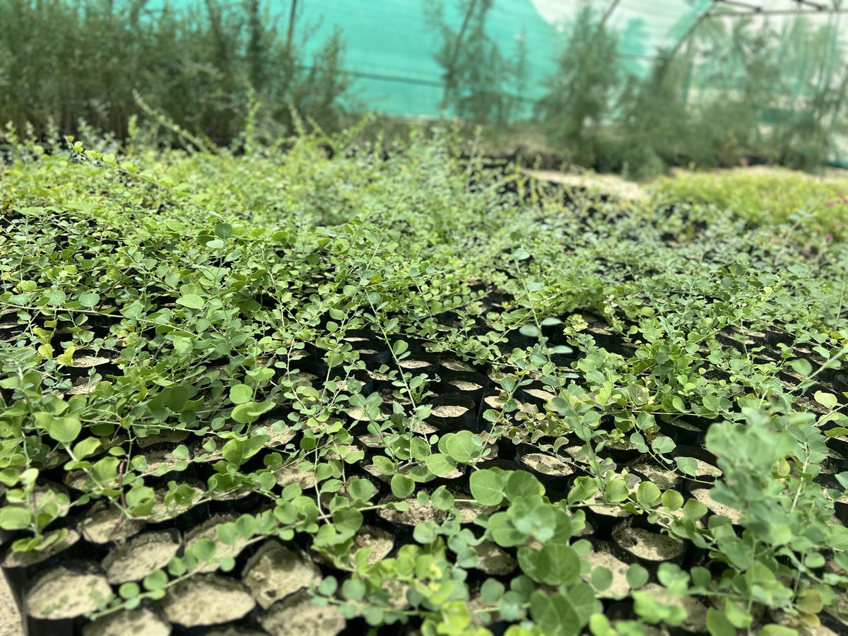 alrafieafarm's tweet photo. 🍃الشفلح
شجيرة متسلقة أزهارها عاسلة، جاذبة للنحل، اسمها #الأصف وثمارها تعرف بـ #الشفلح و #اللصف، تؤكل، لها فوائدها عديدة وتدخل في علاجات طبية يعرفها المختصين
🍃الصنف: #شفلح
🍃الارتفاع: 40-90 سم
🍃السعر: 7.5 ريال

0506909883📞
0583601140
0535269475
#مشتل_الرفيعة بـ #الاحساء 🌴 https://t.co/2BR7I7zNSc