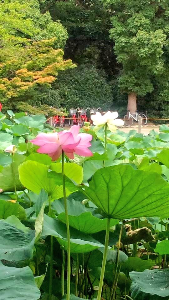 kafuka123null's tweet photo. 上野恩賜公園の不忍池①
南側の蓮見デッキの浮桟橋は
池の上に迫り出しているので
迫力ある蓮の花を間近で見ることができる

#バクステ旅行部 https://t.co/7cVuFuduro