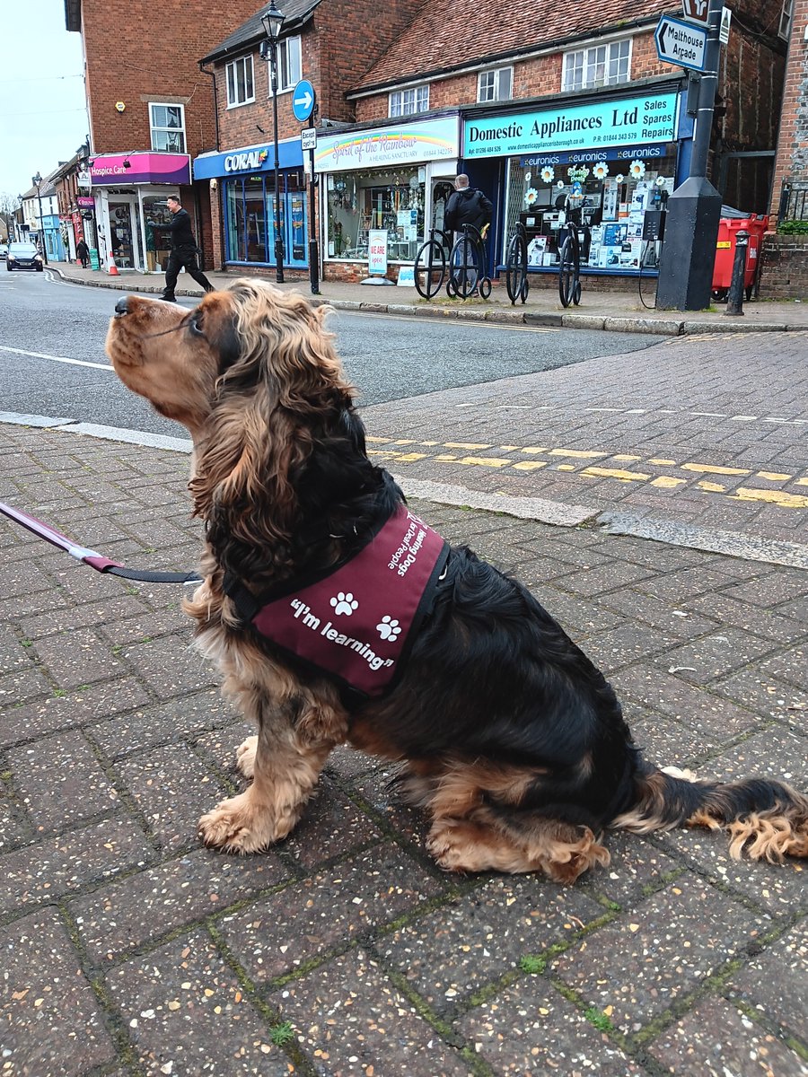 Hearing Dogs for Deaf People tweet media