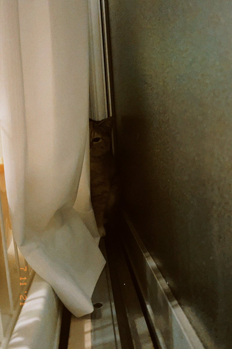 moreneko22's tweet photo. 5年前の7/11は保護猫だったミルのトライアルがスタートした日です。初日はとてもおびえていて、カーテンに隠れたりケージから脱走したりして落ち着かず、まったく眠らず…とても心配になったのを憶えています。翌月に正式譲渡となったころにはすっかり我が家のお姫さまになっていました🎀家族になってくれてありがとう😊✨