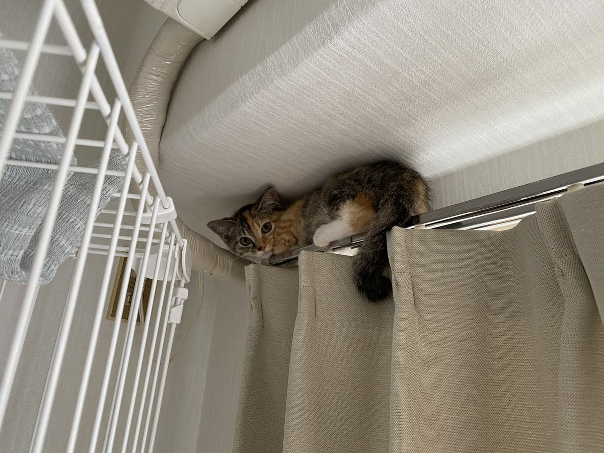 moreneko22's tweet photo. 5年前の7/11は保護猫だったミルのトライアルがスタートした日です。初日はとてもおびえていて、カーテンに隠れたりケージから脱走したりして落ち着かず、まったく眠らず…とても心配になったのを憶えています。翌月に正式譲渡となったころにはすっかり我が家のお姫さまになっていました🎀家族になってくれてありがとう😊✨