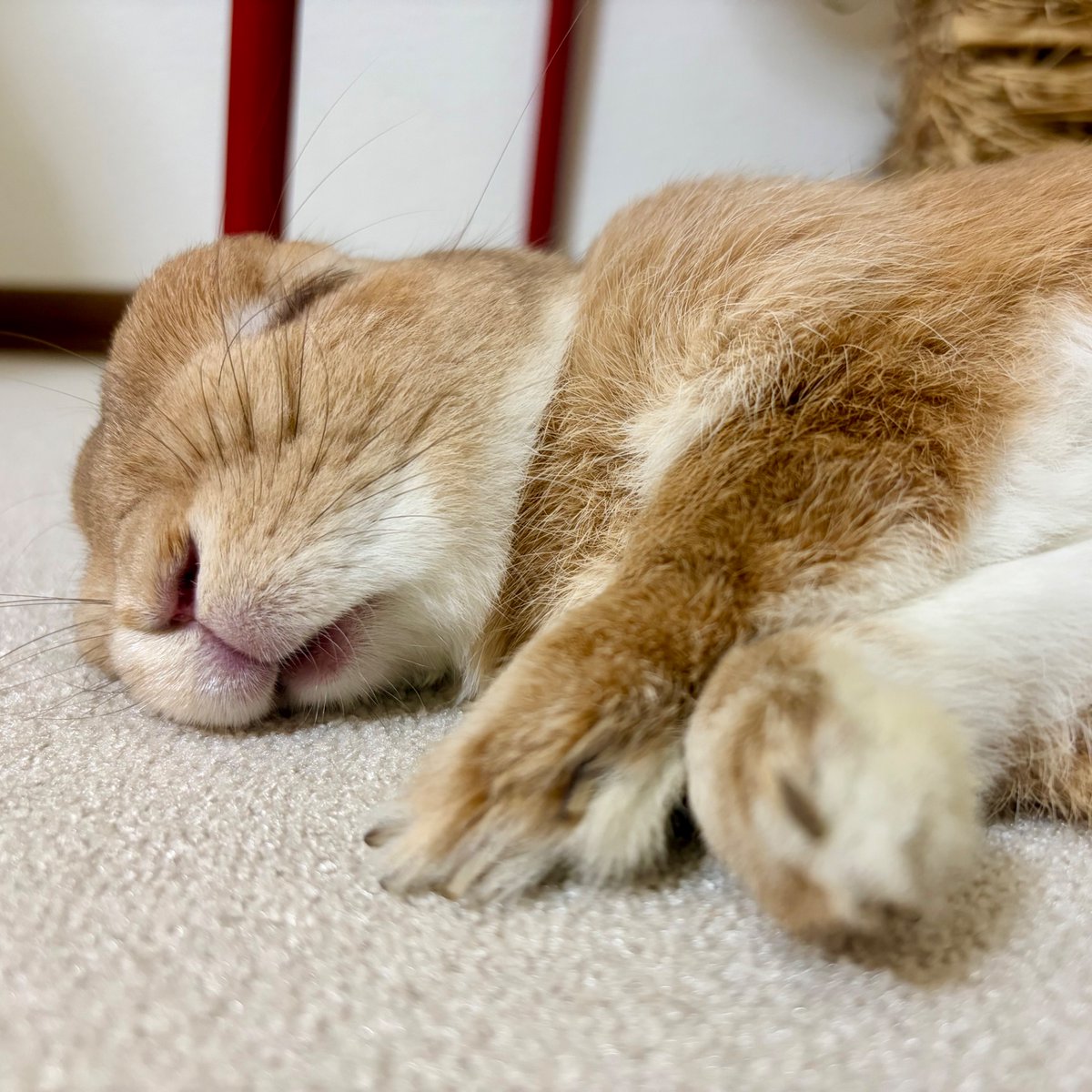 taxcptaf's tweet photo. スヤスヤ😴

#ドアップ
#うさぎ
#ネザーランドドワーフ https://t.co/yYg7yxb0WX
