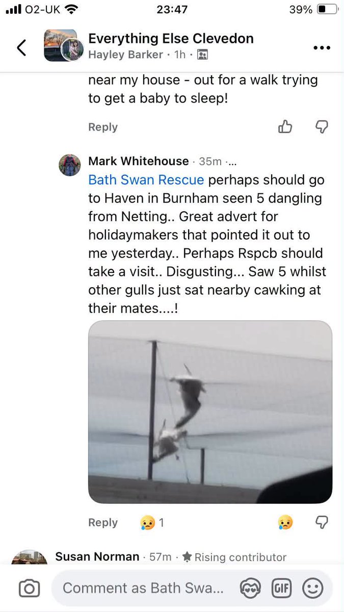 sweetsheelz's tweet photo. @holidays_haven Burnham on Sea Holiday Village
10 Brue Crescent, Burnham-on-Sea TA8 1LR DEAD BIRDS JUST LEFT DIED A TERRIBLE DEATH, NO ONE CARED ENOUGH TO CHECK THE NETTING. SICKENING 🤬 https://t.co/wVcoZntyzR