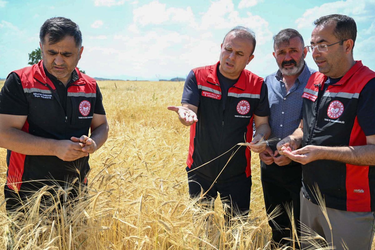 kayseritarimorm's tweet photo. 📍 KAYSERİ/Melikgazi 

İl Müdürümüz Sayın Bülent SAKLAV, İl Müdür Yardımcımız Mehmet DEMİRBAŞ ve İlçe Müdürümüz Murat ÜRKER ile birlikte Melikgazi İlçemizde mısır ve arpa ekili alanlarda fenolojik gözlem yaparak mevcut duruma ilişkin incelemelerde bulundular.

@ibrahimyumakli @gokmen_cicek_ @BulentSaklav @TCTarim @kayserivaliligi