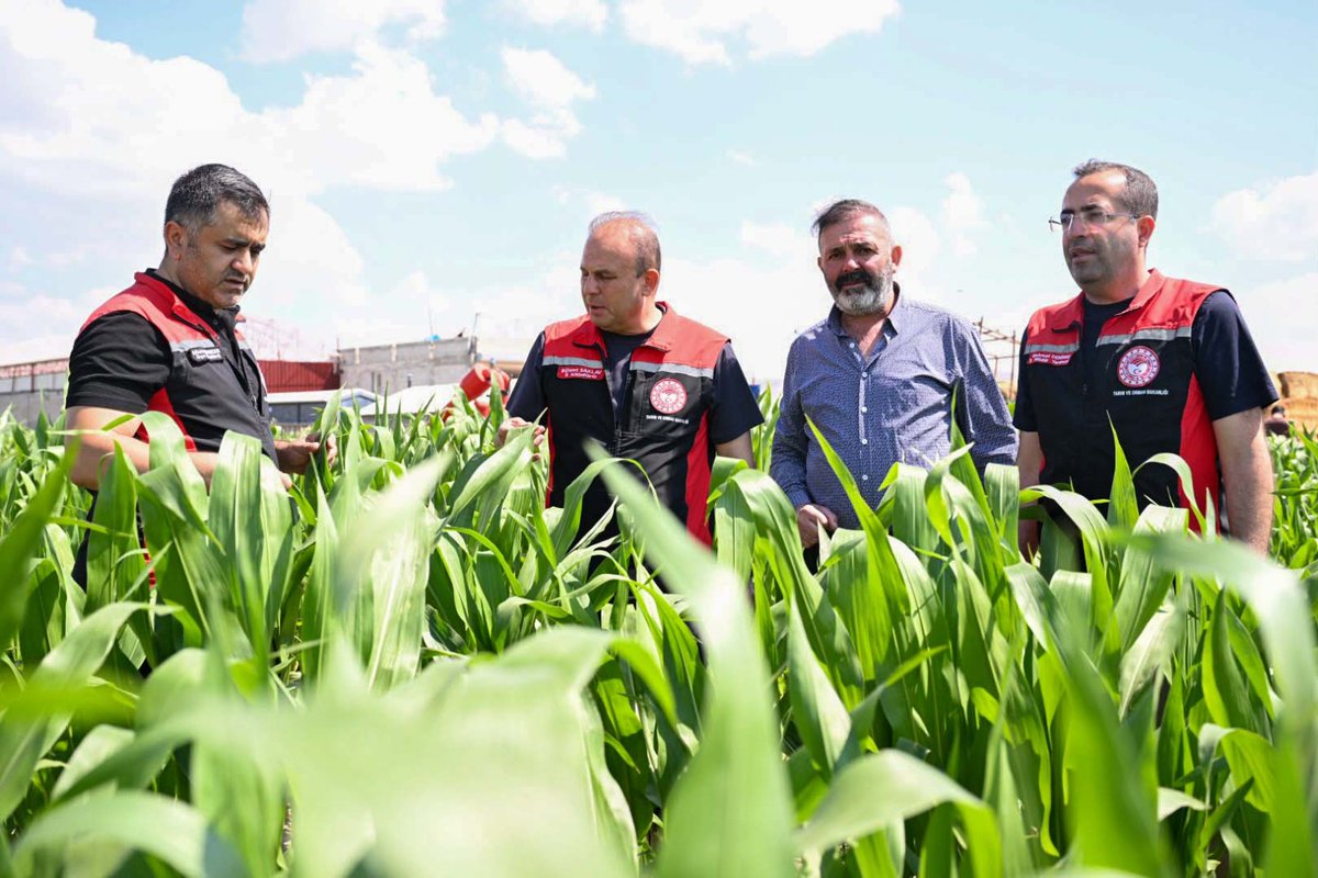 kayseritarimorm's tweet photo. 📍 KAYSERİ/Melikgazi 

İl Müdürümüz Sayın Bülent SAKLAV, İl Müdür Yardımcımız Mehmet DEMİRBAŞ ve İlçe Müdürümüz Murat ÜRKER ile birlikte Melikgazi İlçemizde mısır ve arpa ekili alanlarda fenolojik gözlem yaparak mevcut duruma ilişkin incelemelerde bulundular.

@ibrahimyumakli @gokmen_cicek_ @BulentSaklav @TCTarim @kayserivaliligi