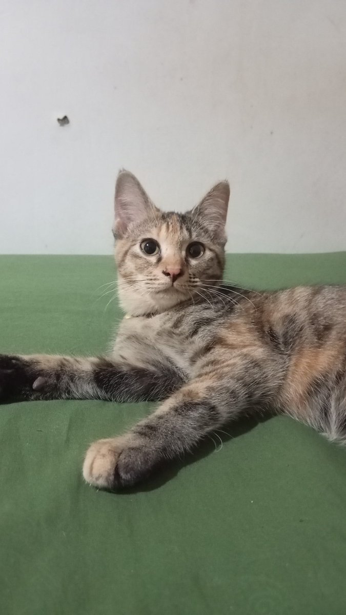 adeadenyaPanda's tweet photo. Bayi yang udah nda terlalu bayi lagi~ https://t.co/YTrjSZGWeP