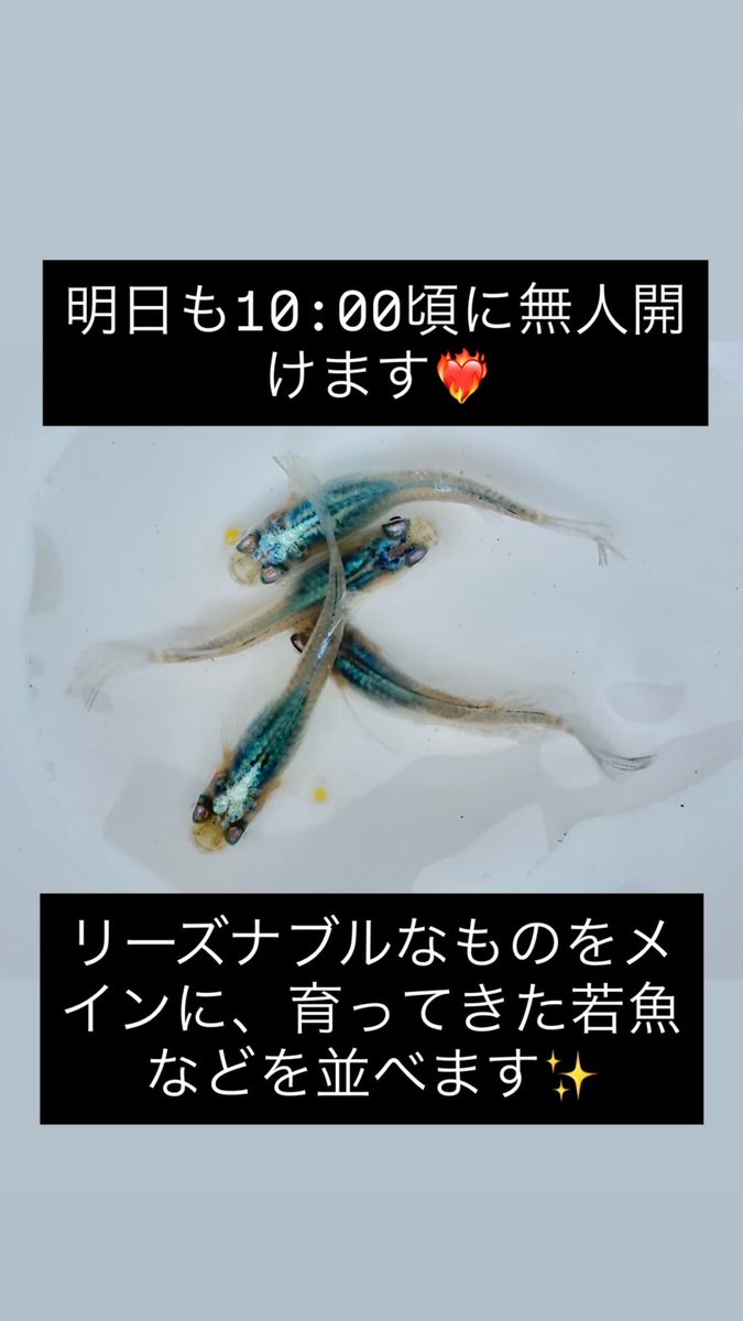 FuSyu_medaka's tweet photo. 明日も10:00ごろから無人オープンします❤️‍🔥 https://t.co/kOUxbnHwsj