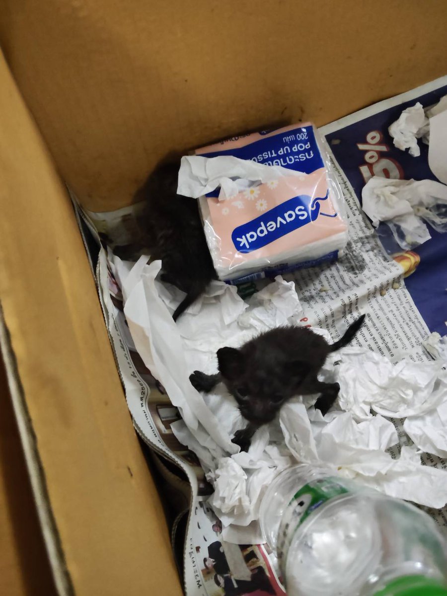 CatsterClub's tweet photo. หาแม่นม และ หาบ้านให้น้องแมว (ฝากประกาศ)
สวัสดีค่ะ รบกวนขอฝากโพสต์ช่วยน้องแมวหาแม่นมหน่อยได้ไหมคะ น้องอายุไม่น่าจะถึง 1 เดือนค่ะ ตุยไปแล้ว 1 ตัว 
เหลืออยู่สองตัวค่ะ ตอนนี้กำลังพาน้องไปตรวจเบื้องต้นค่ะ
เบอร์ติดต่อกลับ: 064-105-7728 คุณจ๋า 
หรือ 096-725-4367 คุณโบนัส ได้เลยค่ะ รบกวนด้วยนะคะ
น้องอยู่ที่ ตลาดนางลิ้นจี่ ซอย 8 ค่ะ แถวนั้นมีลูกแมวเยอะมาก ๆ เลยค่ะ
ใครสนใจรับดูแลติดต่อหาเจ้าของได้เลยนะคะ หรือ ช่วยกันรีกระจายข่าวก็ได้ค่ะ มาช่วยกันหาบ้านอันอบอุ่นให้น้องกันนะค