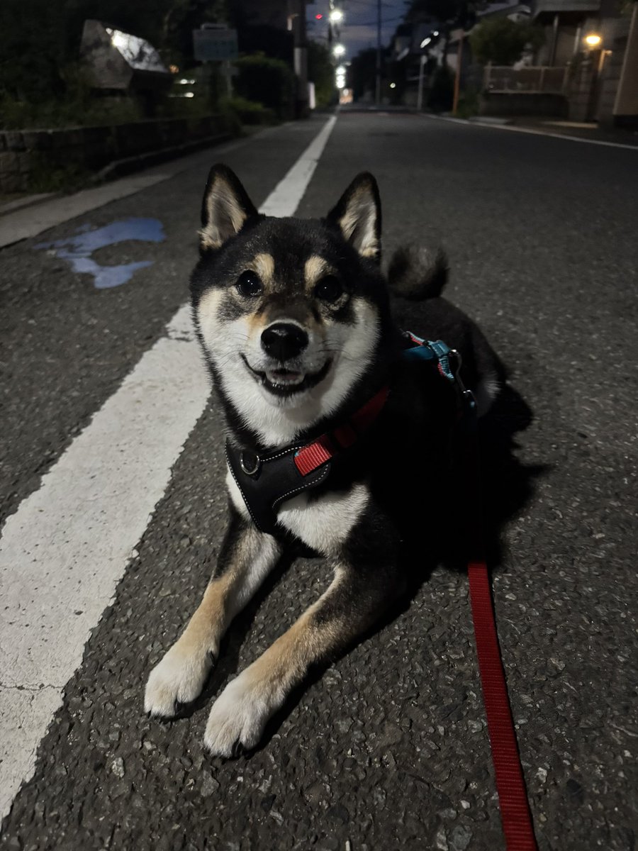 Jun1CanDo's tweet photo. （19:00-20:20）琥太郎の夜の散歩🐕‍🦺
満足するにつれて重力に負けていく琥太郎でした😆 https://t.co/1E8sMS1PJJ