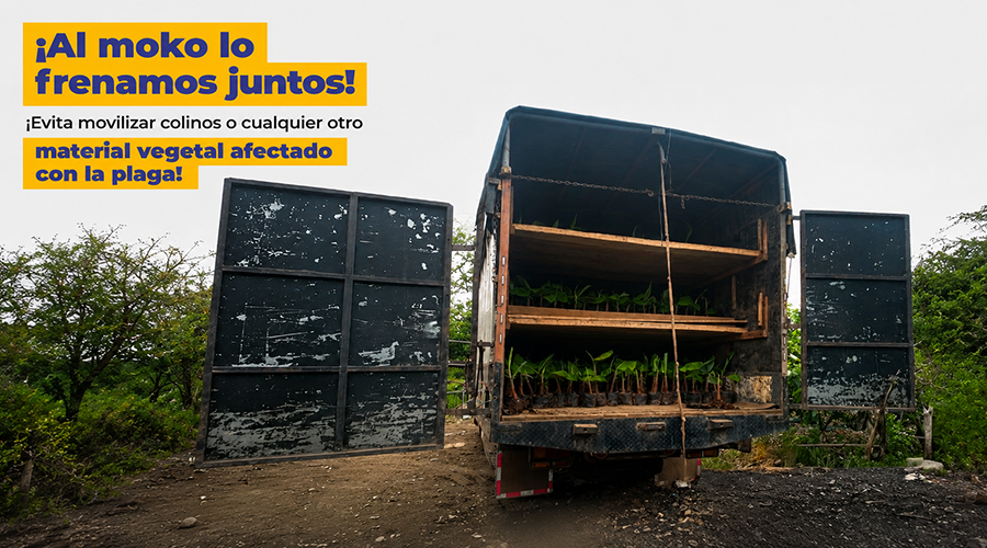 AgrocalidadEC's tweet photo. 🛡️#ProtegeTusCultivos | El Moko se dispersa por suelo contaminado adherido al calzado, herramientas, animales y maquinaria. La limpieza y desinfección son la barrera para proteger tus plantaciones. 🌴 https://t.co/56b2HyUaxj